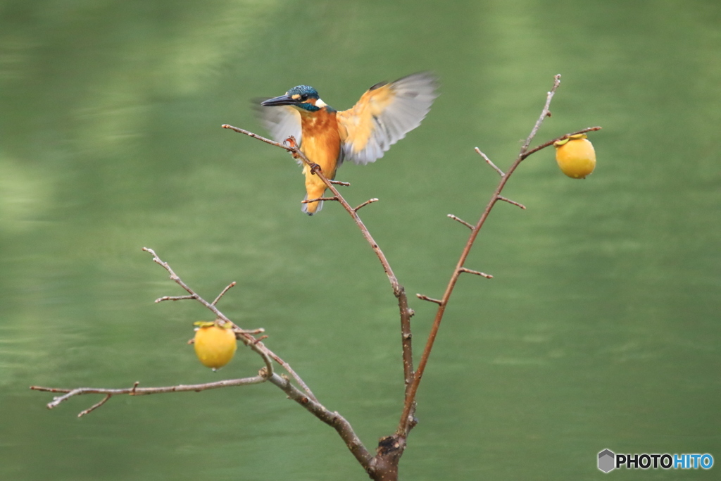 マメガキとカワセミ