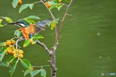 マメガキとカワセミ