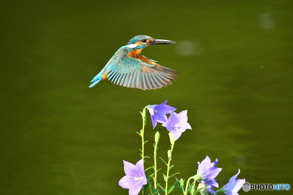 桔梗とカワセミ