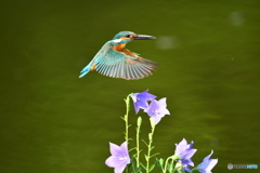 桔梗とカワセミ