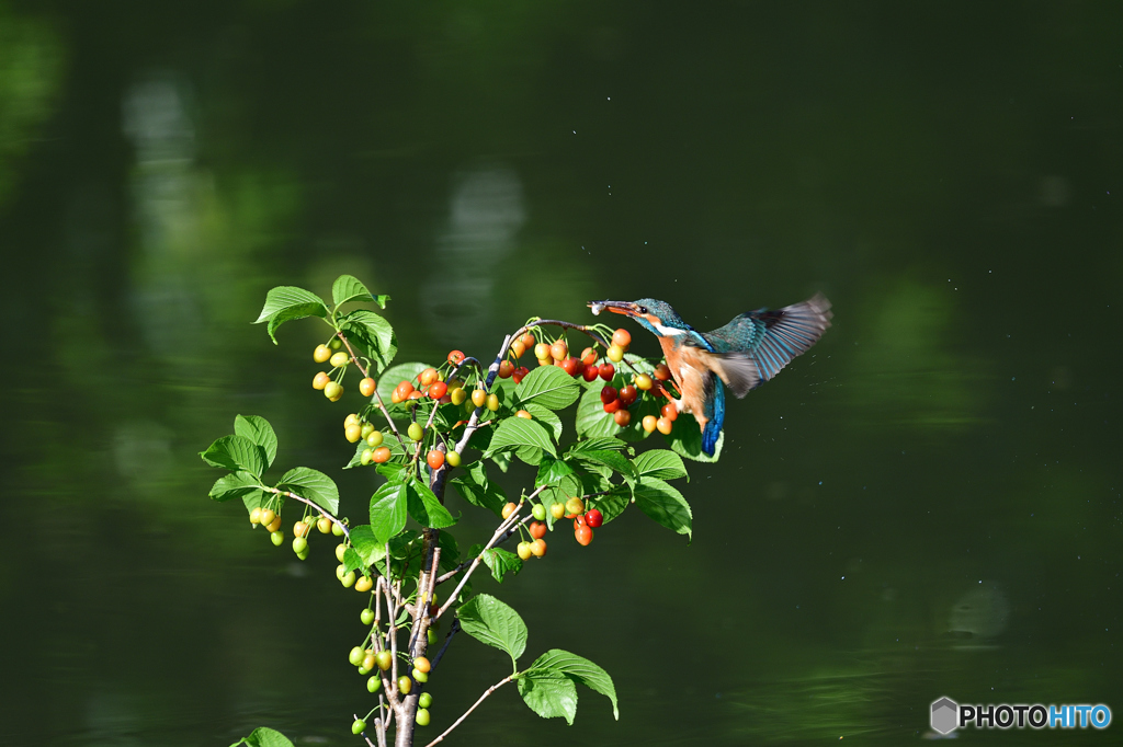 サクランボとカワセミ