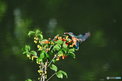 サクランボとカワセミ