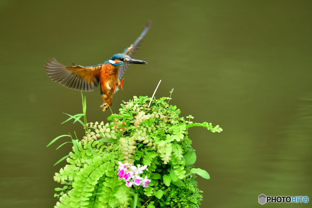 山野草とカワセミ