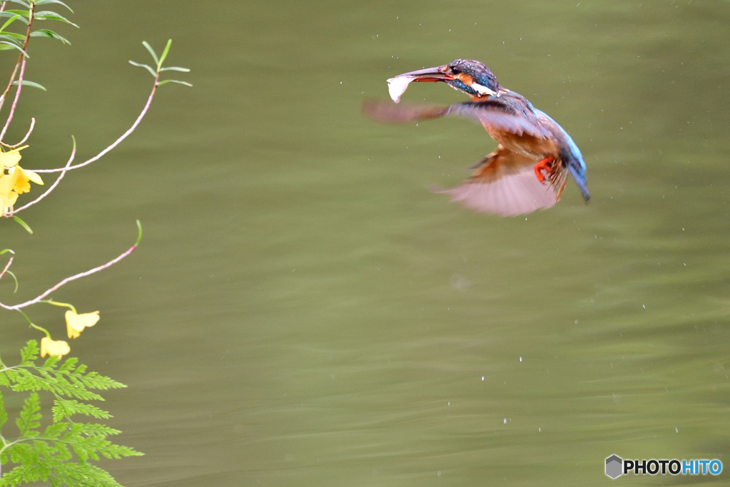 竹葉セッコクとカワセミ