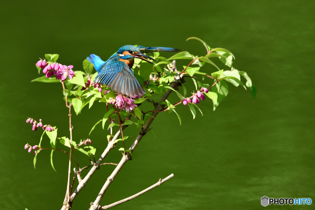 紅ウツギとカワセミ