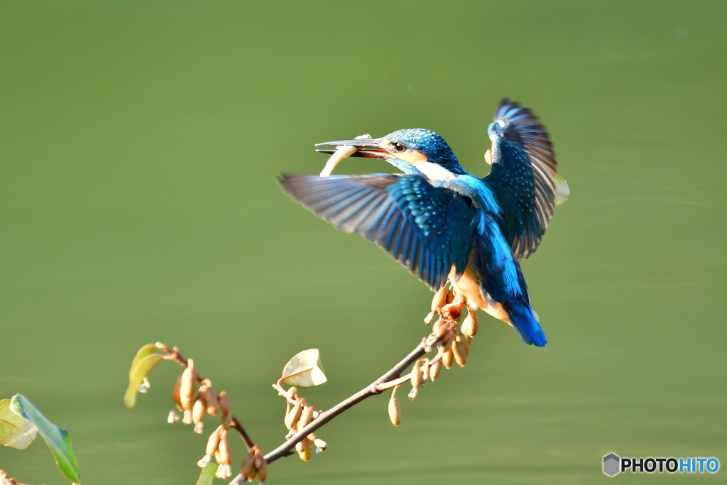 グミとカワセミ