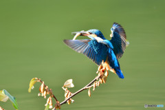 グミとカワセミ