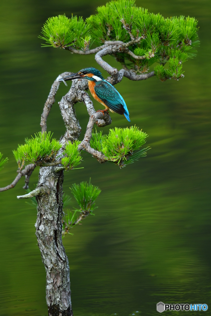 松とカワセミ