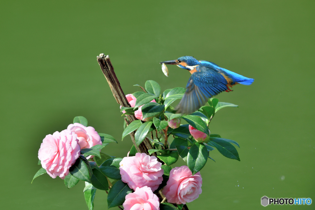 ツバキとカワセミ
