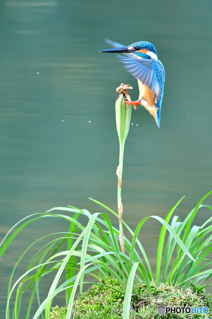春蘭の実とカワセミ