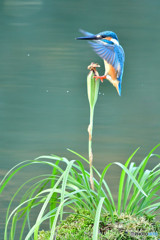 春蘭の実とカワセミ