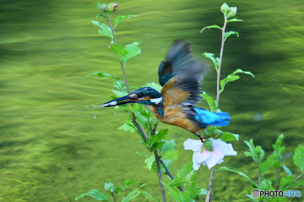 ムクゲとカワセミ
