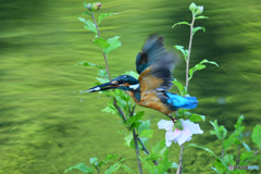 ムクゲとカワセミ