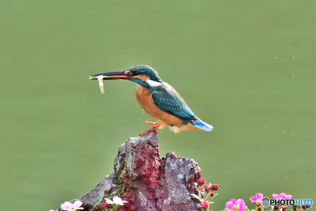 雲間草とカワセミ