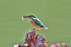 雲間草とカワセミ