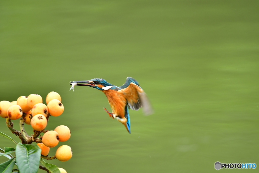 ビワとカワセミ