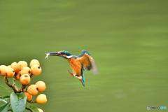 ビワとカワセミ