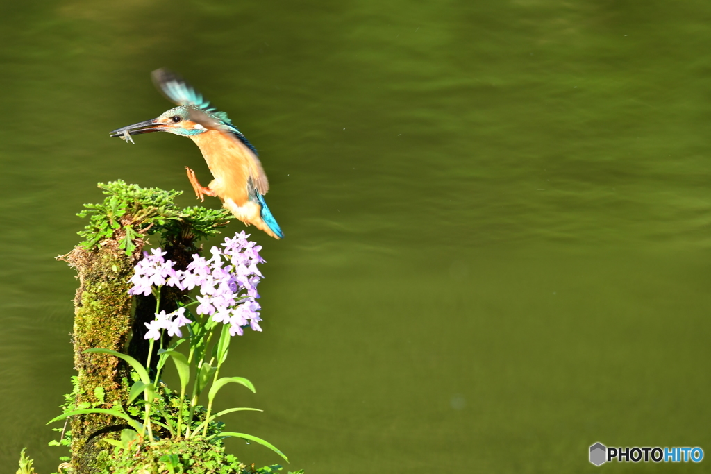 ウチョウランとカワセミ