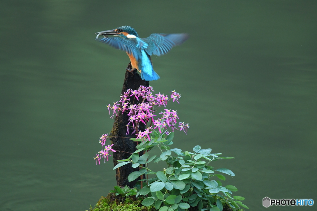 大文字草とカワセミ