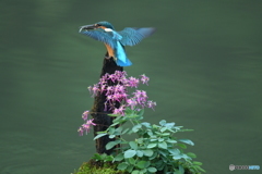 大文字草とカワセミ