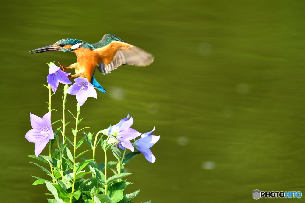 桔梗とカワセミ