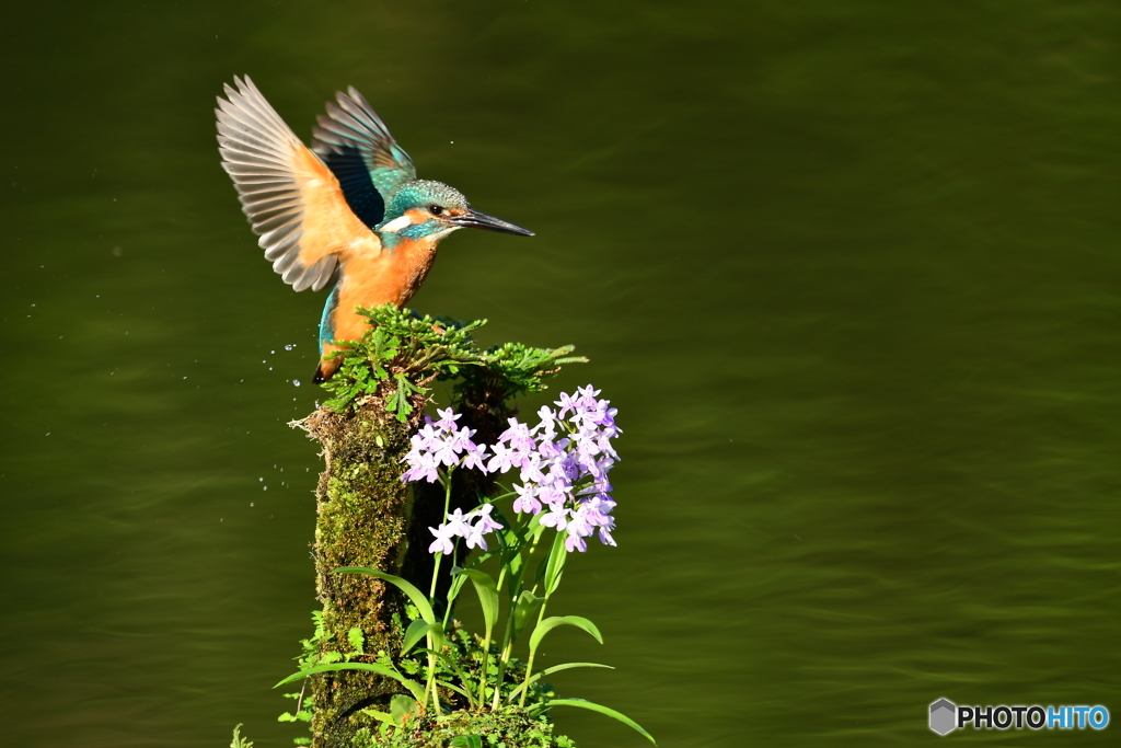ウチョウランとカワセミ