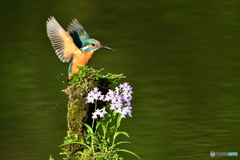 ウチョウランとカワセミ