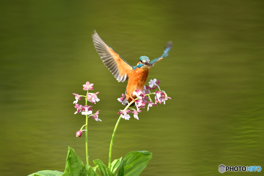 エビネとカワセミ