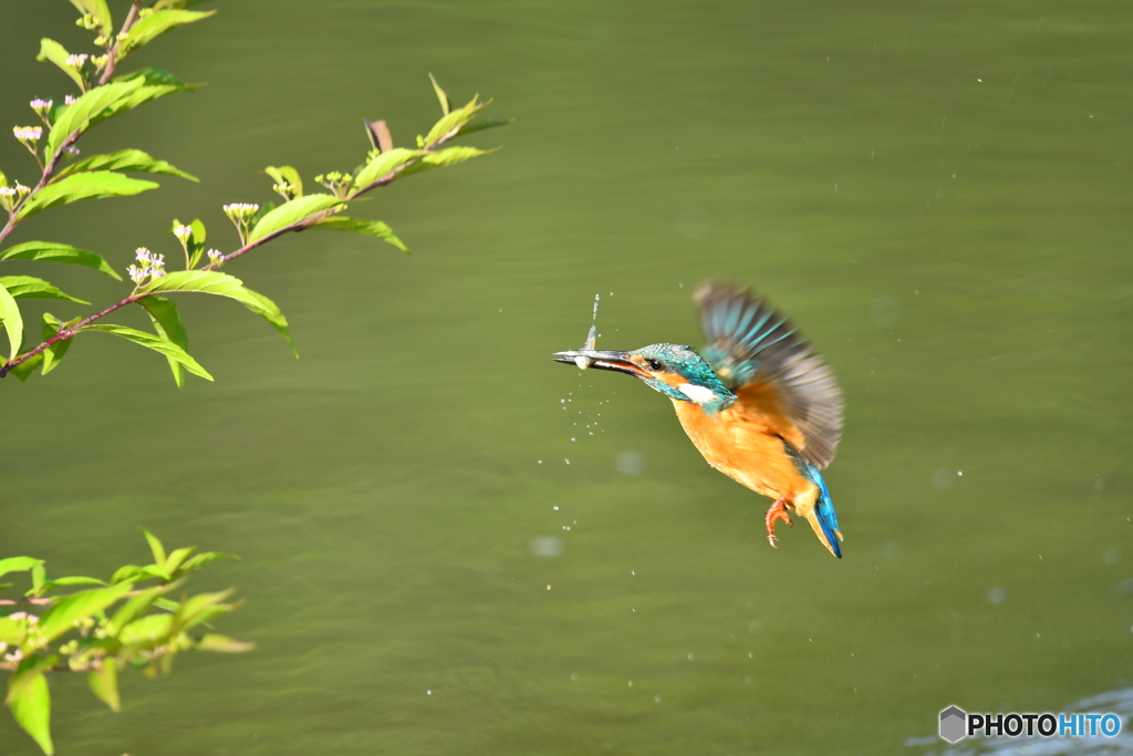 紫式部とカワセミ
