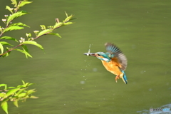 紫式部とカワセミ