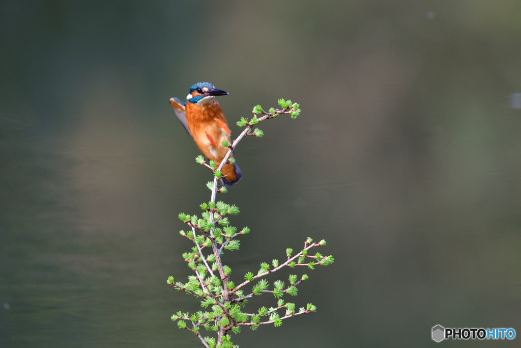 カラマツとカワセミ