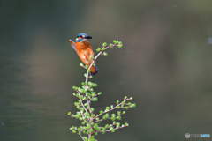 カラマツとカワセミ