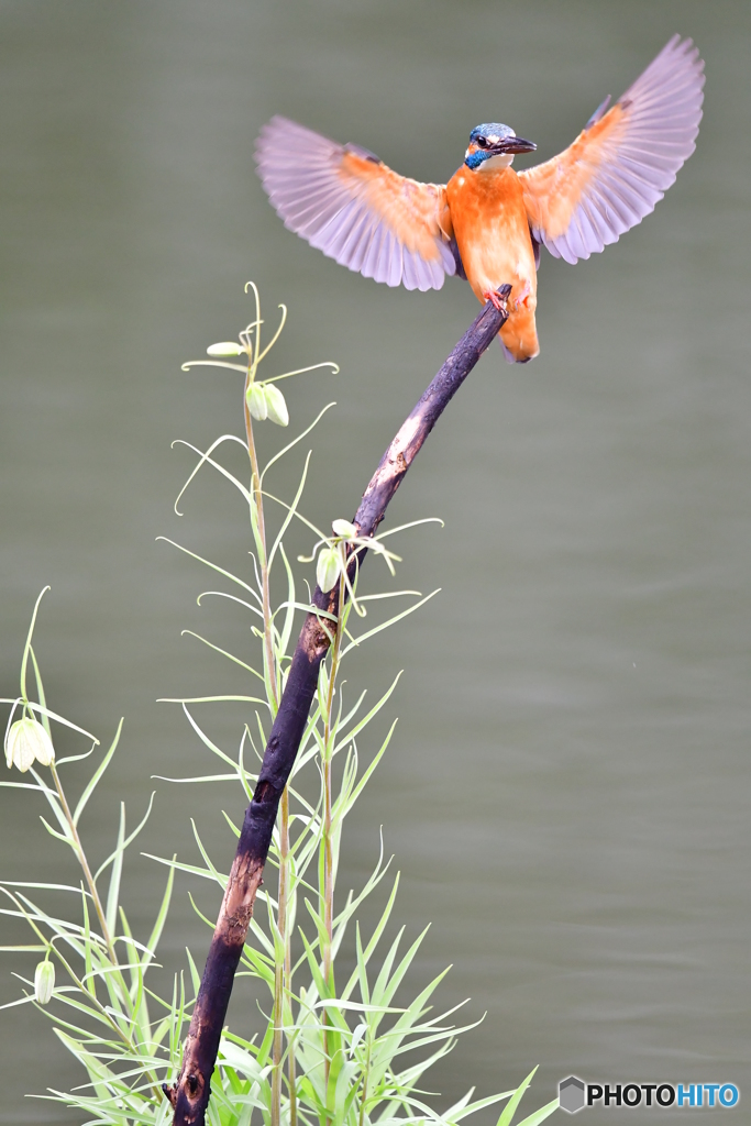 バイモユリとカワセミ