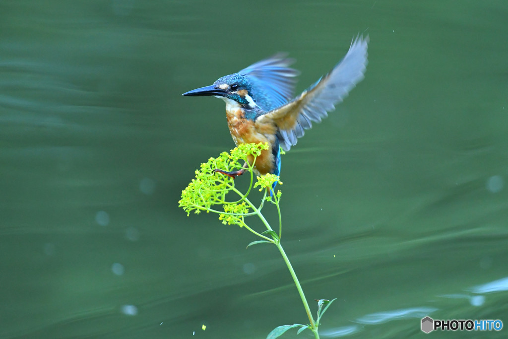オミナエシとカワセミ