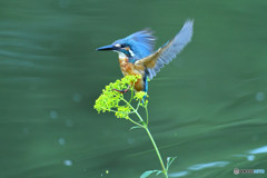 オミナエシとカワセミ