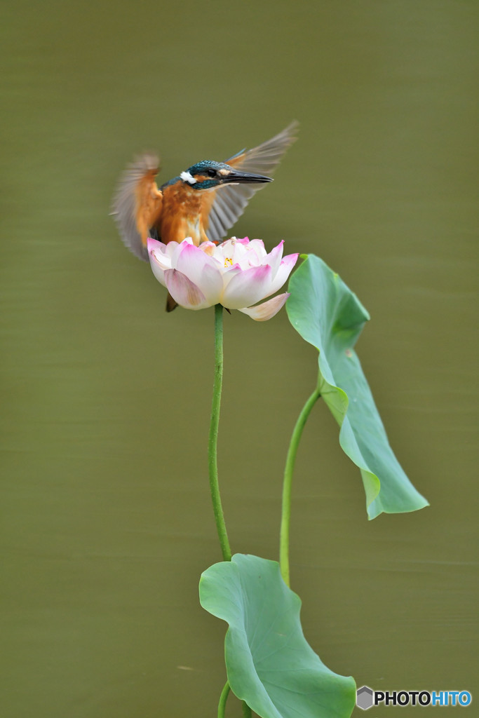 ハスとカワセミ