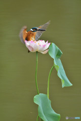 ハスとカワセミ