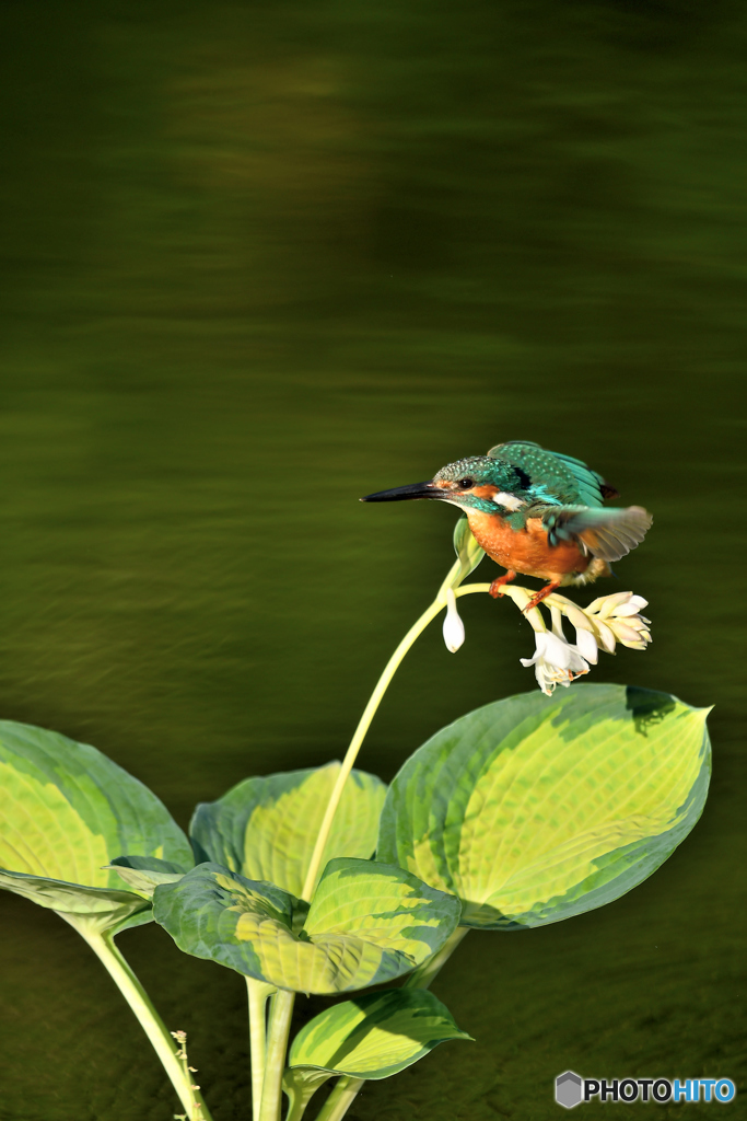 ギボシとカワセミ