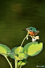 ギボシとカワセミ