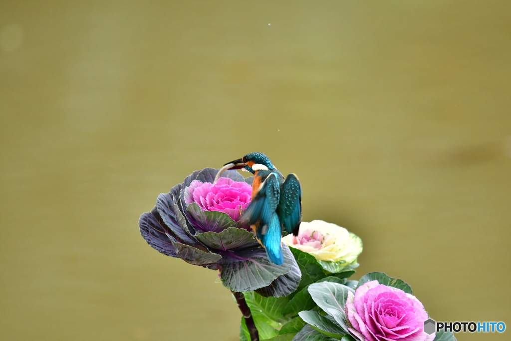 葉ボタンとカワセミ