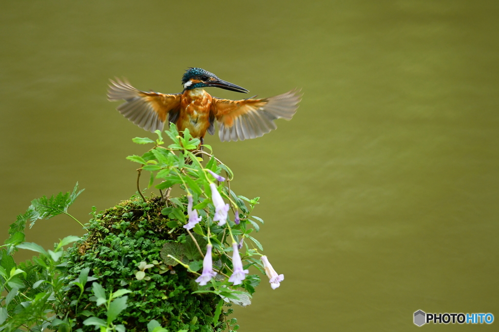 シシンランとカワセミ