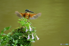 シシンランとカワセミ