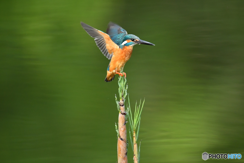 淡竹とカワセミ