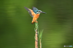 淡竹とカワセミ