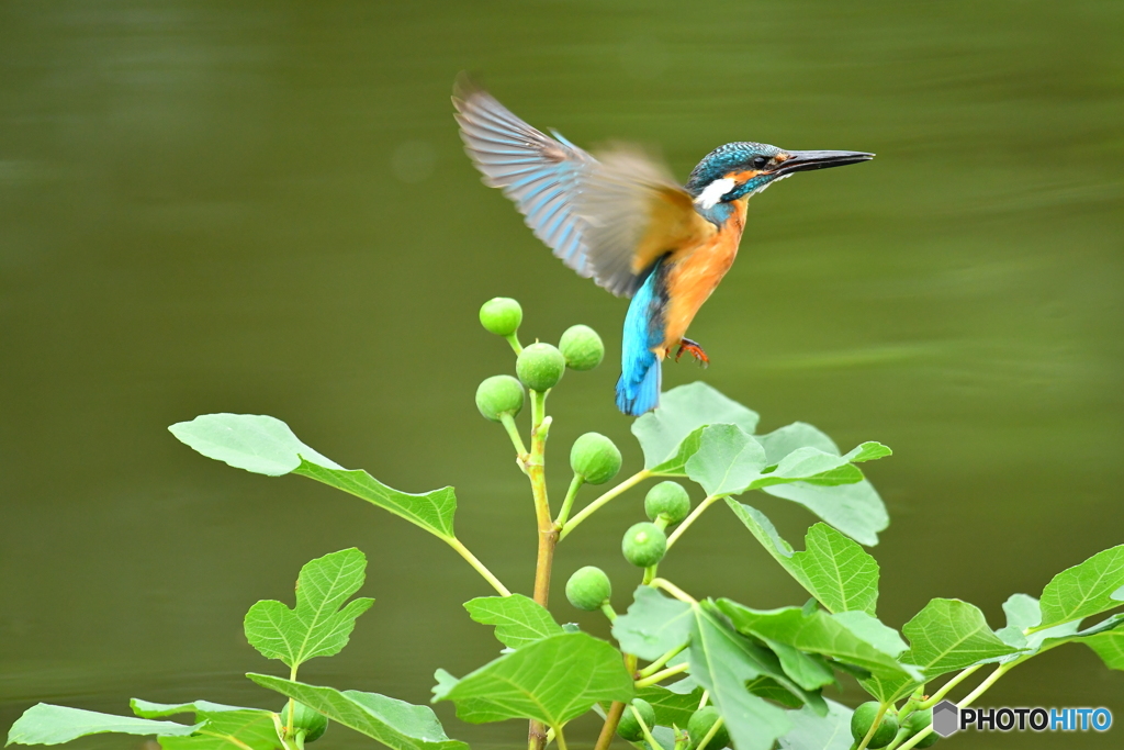 イチジクとカワセミ
