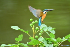 イチジクとカワセミ