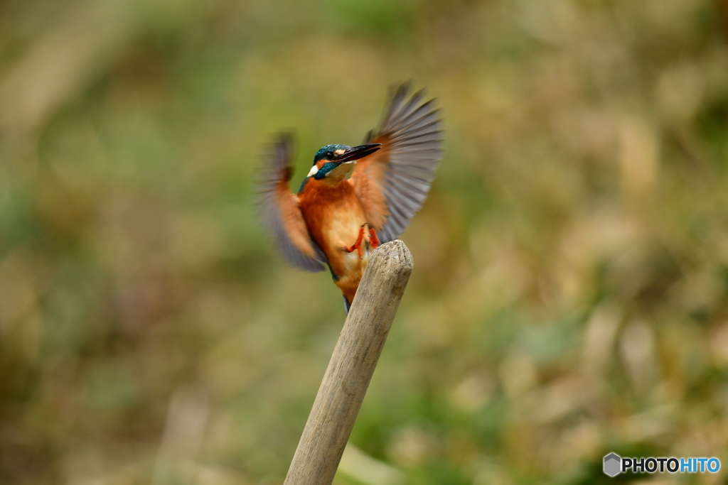 鍬の柄に止るカワセミ