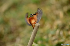 鍬の柄に止るカワセミ