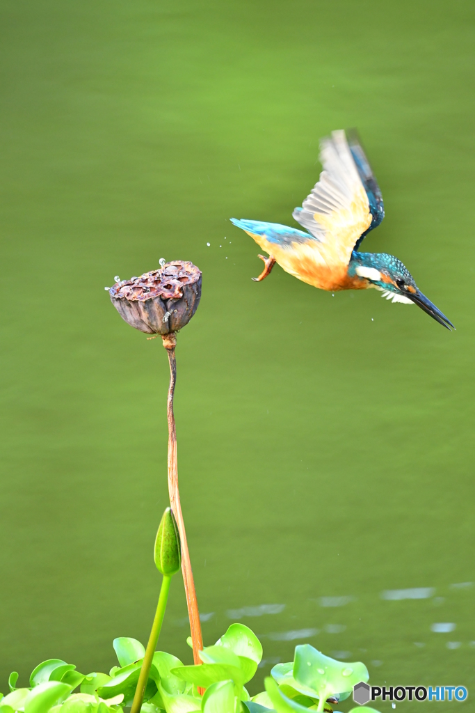 ハスの実とカワセミ