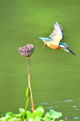 ハスの実とカワセミ